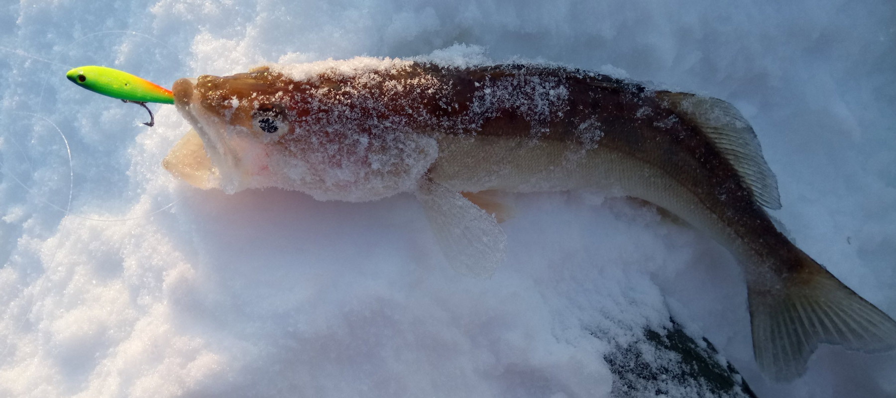 ПОДВОДНЫЕ ВИДЕОКАМЕРЫ ДЛЯ РЫБАЛКИ